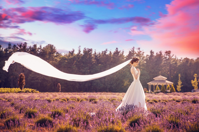 lavender farm photoshoot